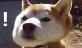 娱乐吃瓜君傻狗日常,傻狗日常的欢乐盛宴