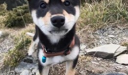 网友爆料训犬师视频,网友爆料视频曝光